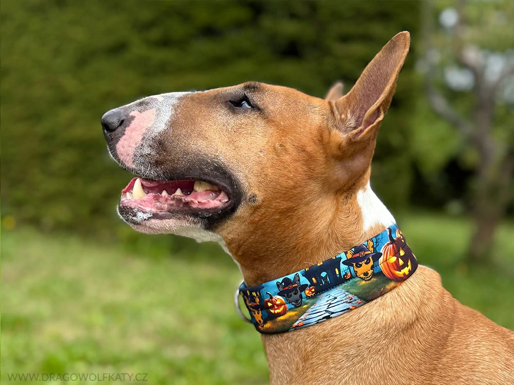 Obojek Halloween Bullterrier