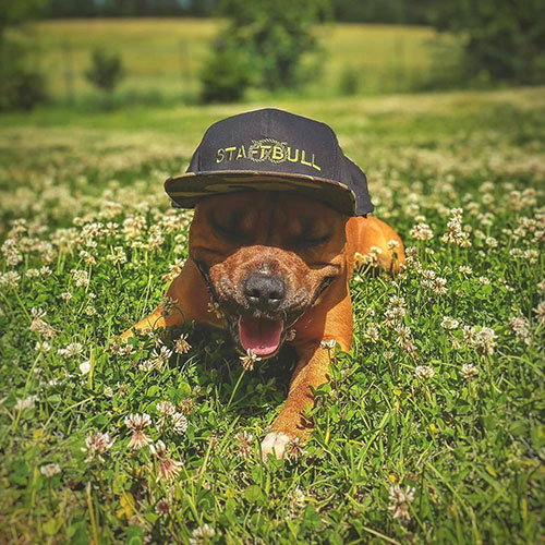 Camo kšiltovka s výšivkou Staffbull Word