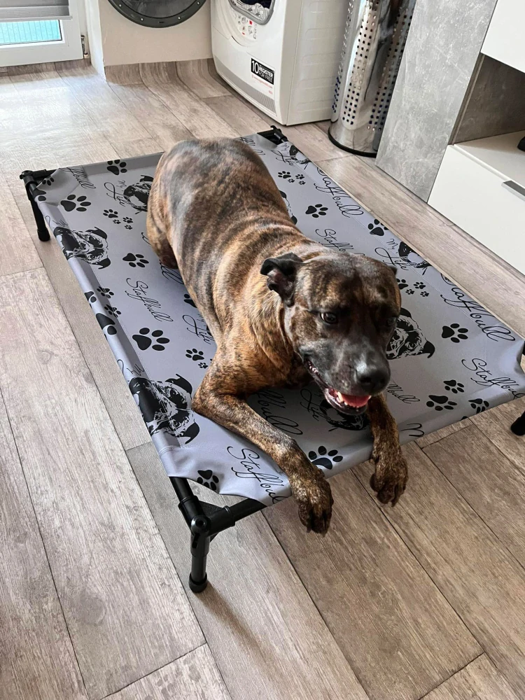 Potah - Staffbull my Life