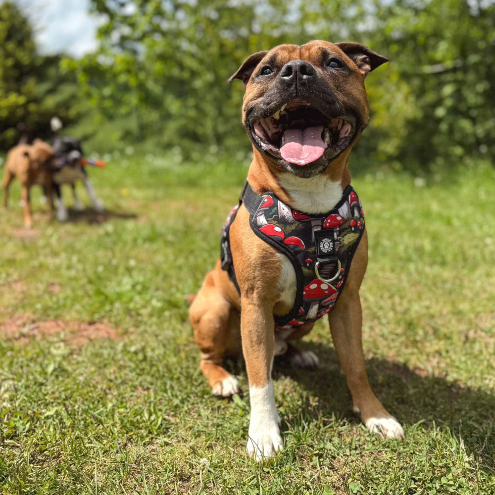 Postroj Street - Muchomůrky