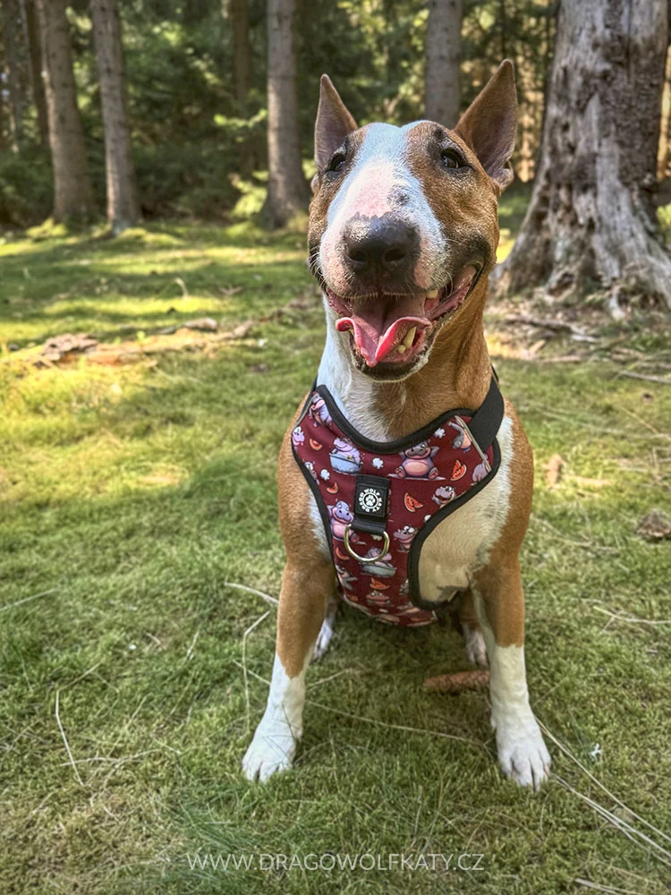 Postroj Street - Hrošíci Brown