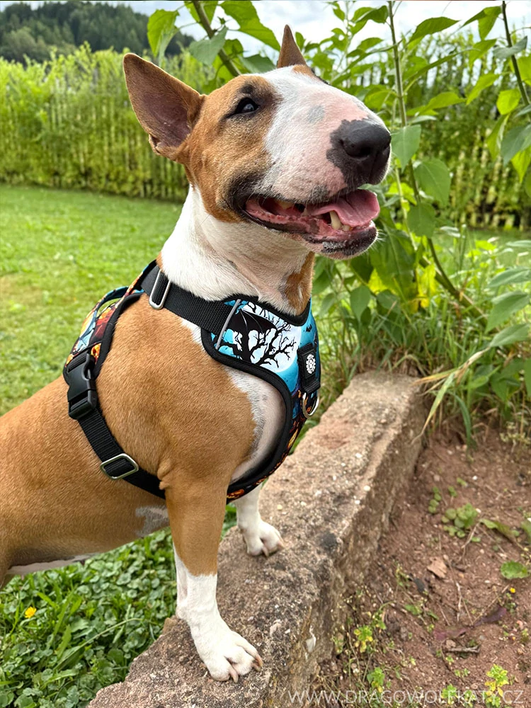 Postroj Street - Halloween Bullterrier